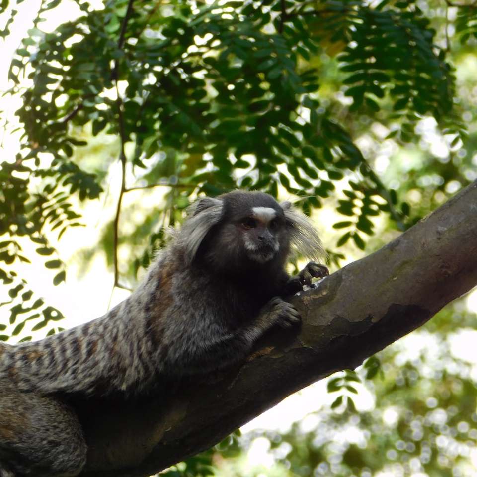 καφέ μαϊμού σε κλαδί δέντρου κατά τη διάρκεια της ημέρας συρόμενο παζλ online