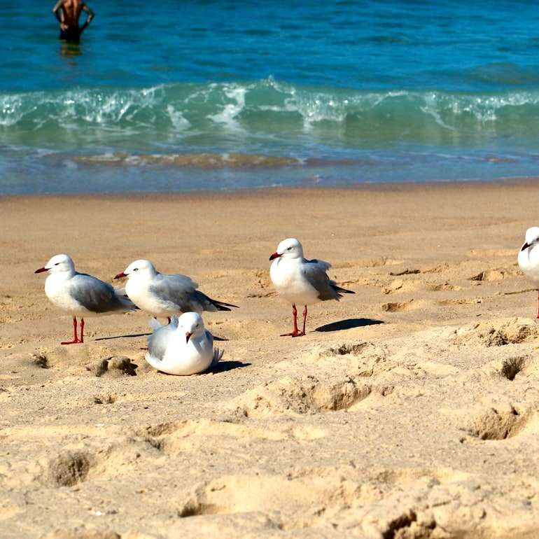Pájaro blanco y gris sobre arena marrón cerca del cuerpo de agua rompecabezas en línea