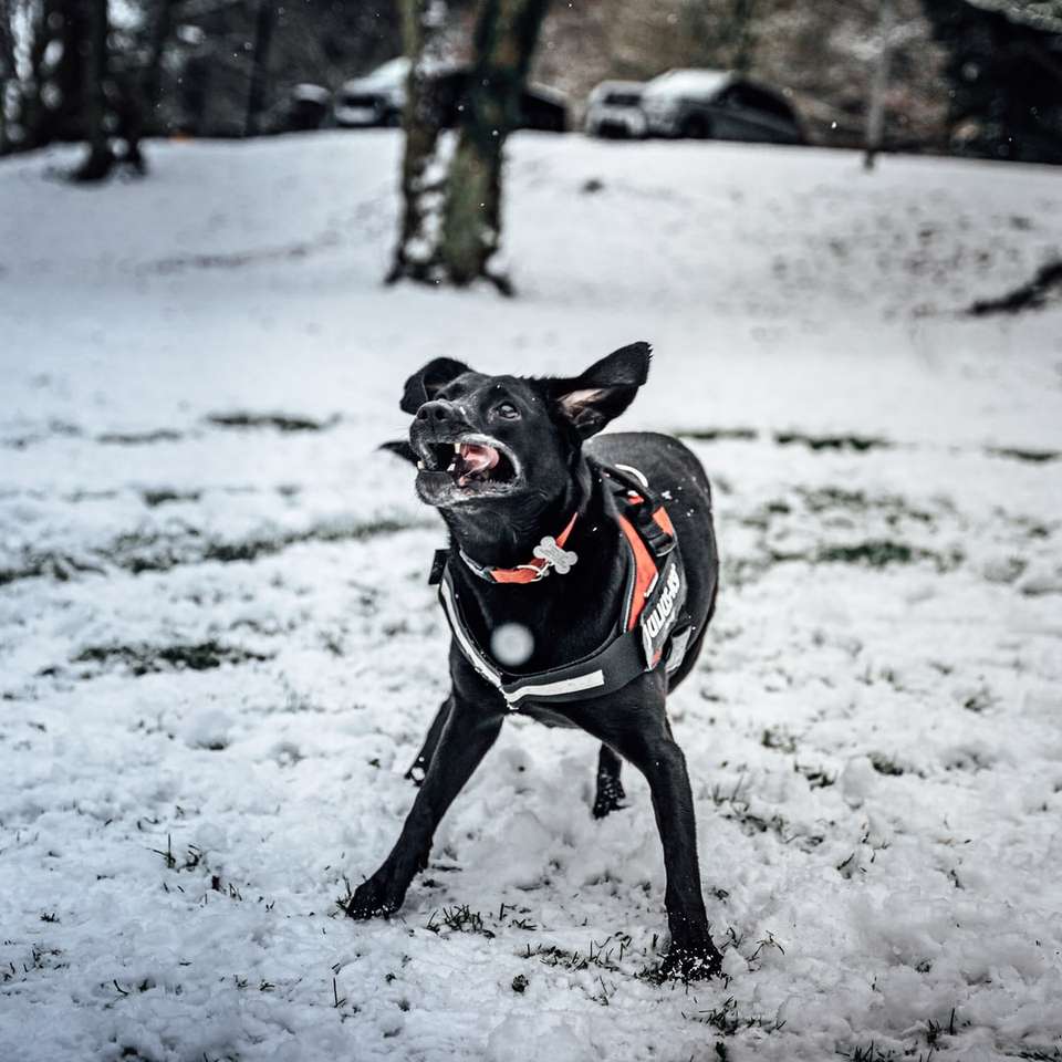 Perro de abrigo corto negro corriendo sobre suelo cubierto de nieve puzzle deslizante online
