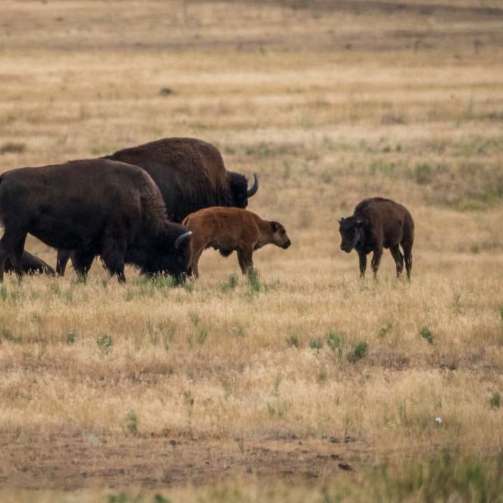 bisonte marrone sul campo di erba verde durante il giorno puzzle online