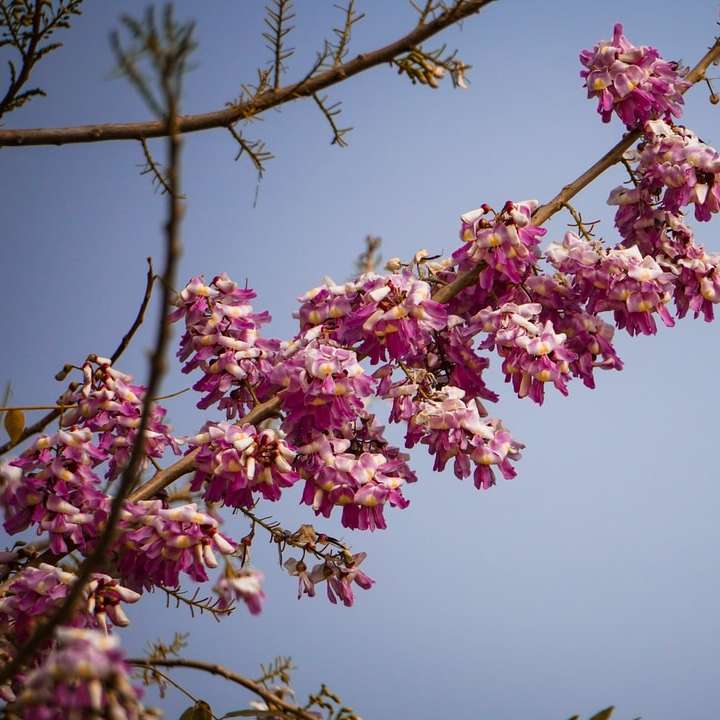 roze en witte bloem onder blauwe hemel overdag schuifpuzzel online