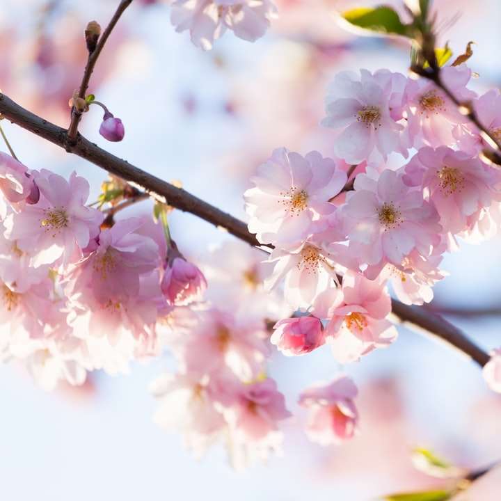 flor de cerezo rosa y blanca en fotografía de cerca rompecabezas en línea