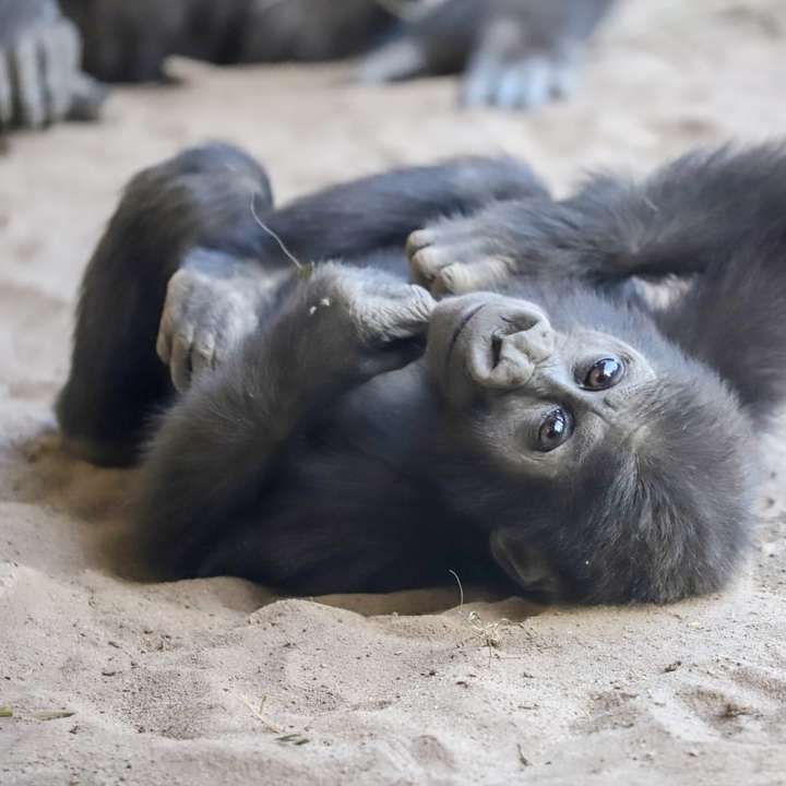 black gorilla lying on brown sand during daytime sliding puzzle online