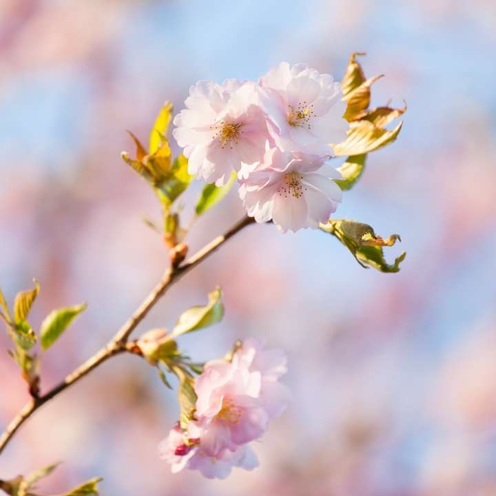 weiße und rosa Kirschblüte in Nahaufnahmefotografie Online-Puzzle