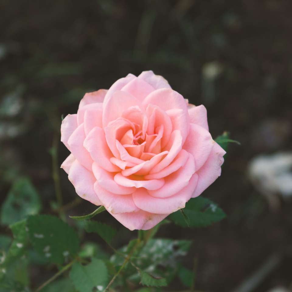 růžový květ karafiátu posuvné puzzle online