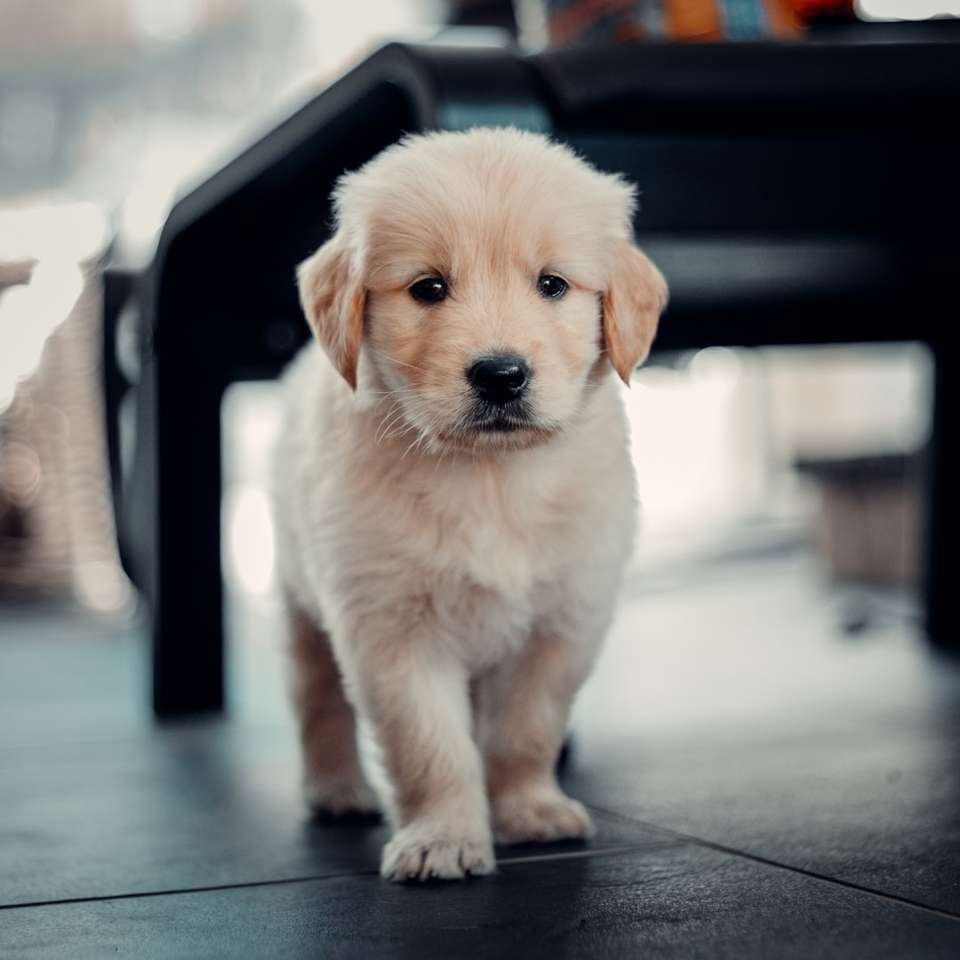 golden retriever pup zittend op de vloer online puzzel