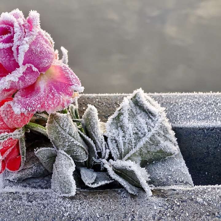 trandafir roz în oală neagră alunecare puzzle online