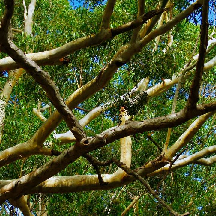 φωτογραφία χαμηλής γωνίας πράσινου δέντρου κάτω από το γαλάζιο του ουρανού online παζλ