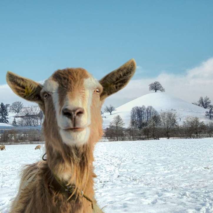 braunes Pferd auf schneebedecktem Boden während des Tages Schiebepuzzle online