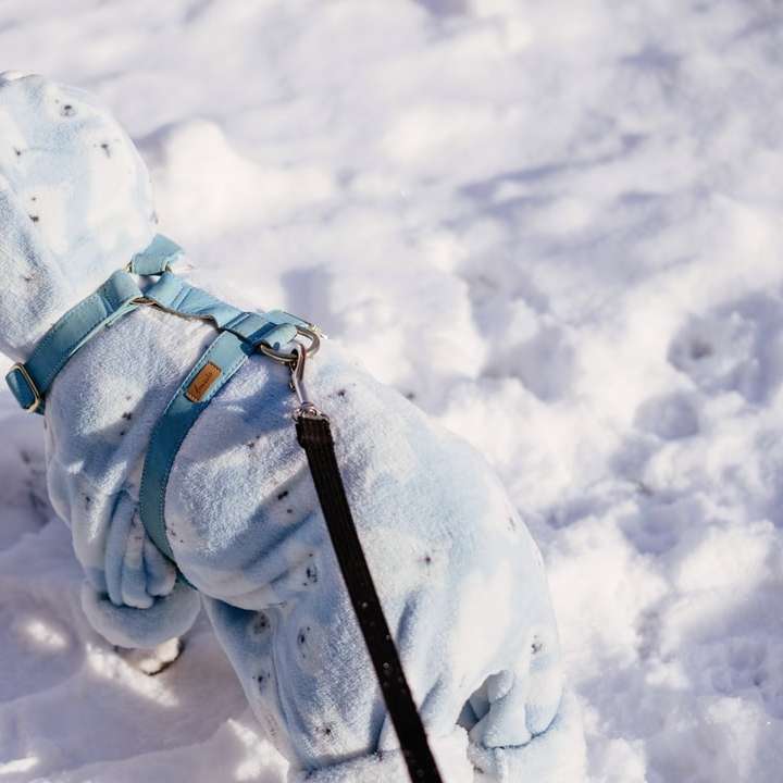 biało-czarny pies krótkowłosy na ziemi pokrytej śniegiem puzzle online