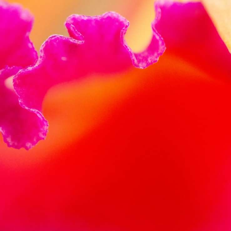 różowy dym w obiektywie makro puzzle online
