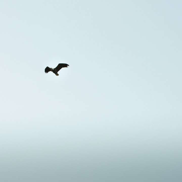 черная птица летит под белым небом в дневное время онлайн-пазл