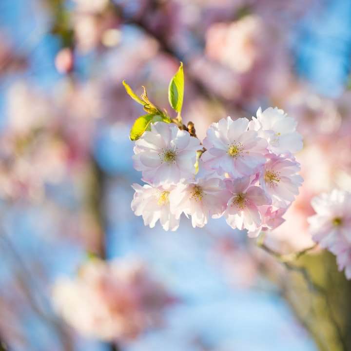 weiße und rosa Kirschblüte in Nahaufnahmefotografie Online-Puzzle