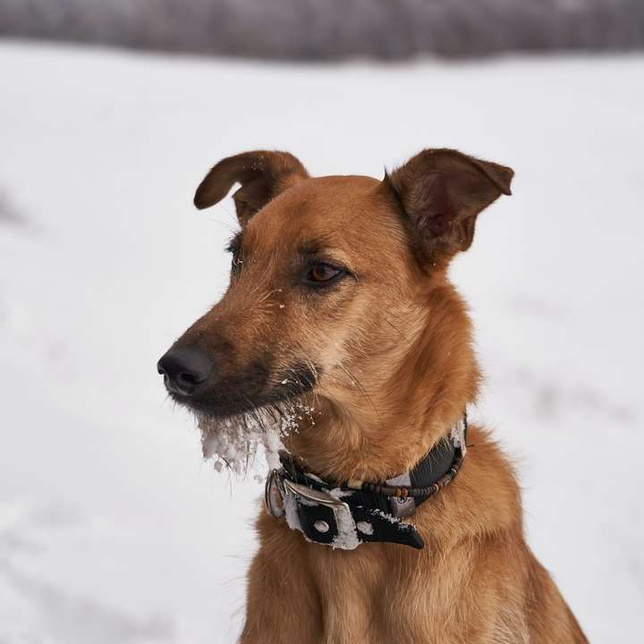 barna rövid szőrű közepes kutya a hóval borított talajon online puzzle