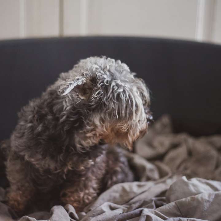 cachorro pequeno com pêlo longo cinza e branco puzzle online