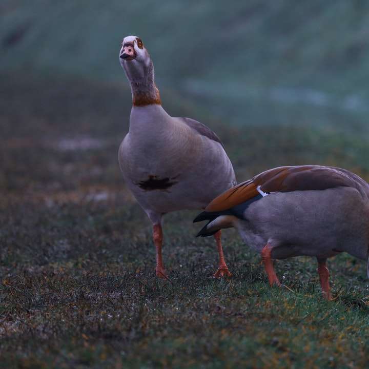 weiße und braune Ente auf grünem Gras während des Tages Online-Puzzle