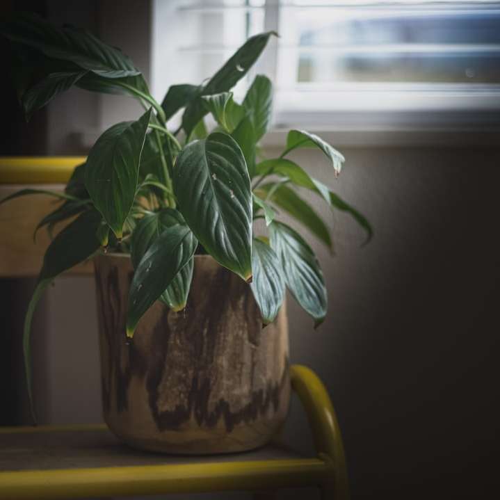 πράσινο φυτό σε καφέ κεραμικό δοχείο online παζλ