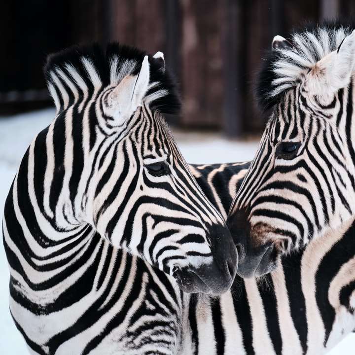 zebra står på brun jord under dagtid Pussel online