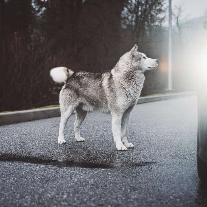 white and gray siberian husky on road during daytime online puzzle