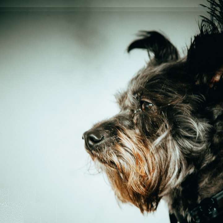 perro pequeño de pelo largo negro y marrón rompecabezas en línea