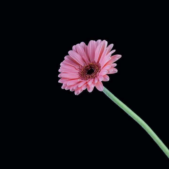 rózsaszínű virág, zöld szárral online puzzle