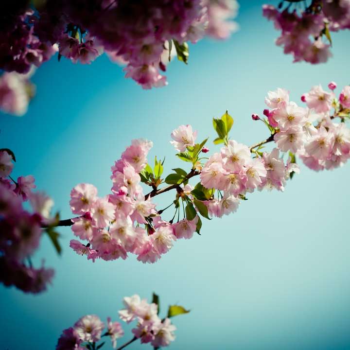 ροζ και λευκό λουλούδι στη μακρο φωτογραφία συρόμενο παζλ online