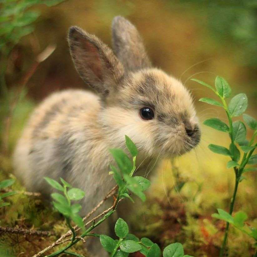 mały króliczek w lesie puzzle online