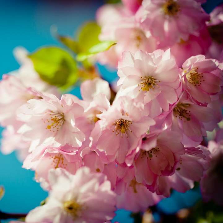weiße und rosa Kirschblüte in Nahaufnahmefotografie Schiebepuzzle online