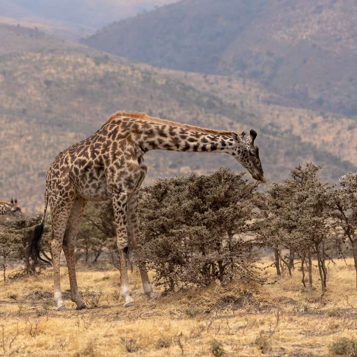 brązowy i czarny żyrafa na brązowym polu trawy w ciągu dnia puzzle przesuwne online