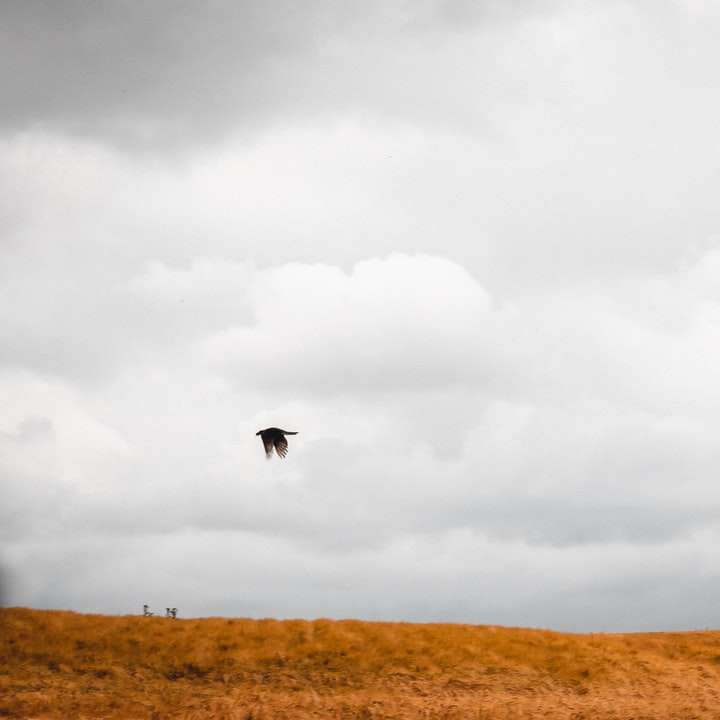schwarzer Vogel fliegt über braunes Feld unter weißen Wolken Online-Puzzle