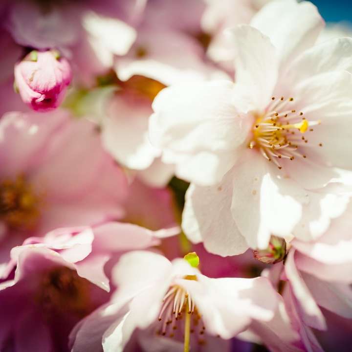 weiße und rosa Blume in der Makrofotografie Schiebepuzzle online