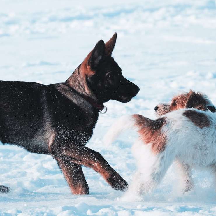 svart och solbränd schäferhundvalp glidande pussel online