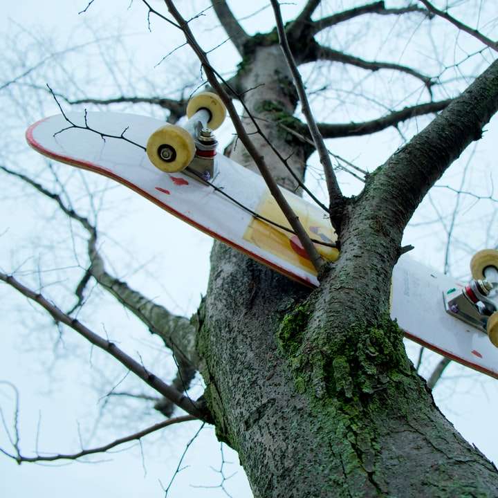 жовто-білий птах на гілці дерева онлайн пазл