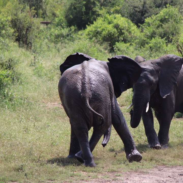 черен слон, ходещ по полето със зелена трева през деня плъзгащ се пъзел онлайн