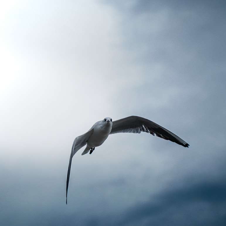 Белая птица летит под белыми облаками в дневное время онлайн-пазл