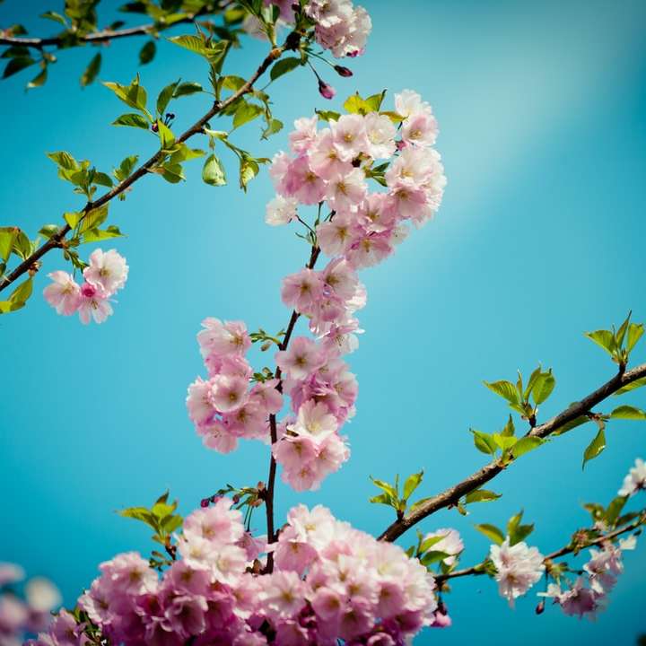 flori roz și albe în lentilă de înclinare puzzle online