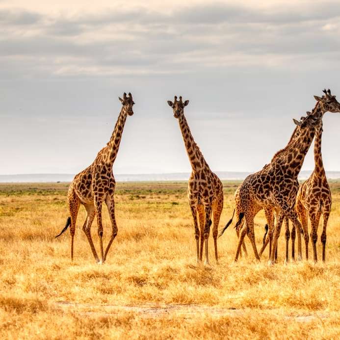 Tres jirafas en campo de hierba marrón durante el día puzzle deslizante online