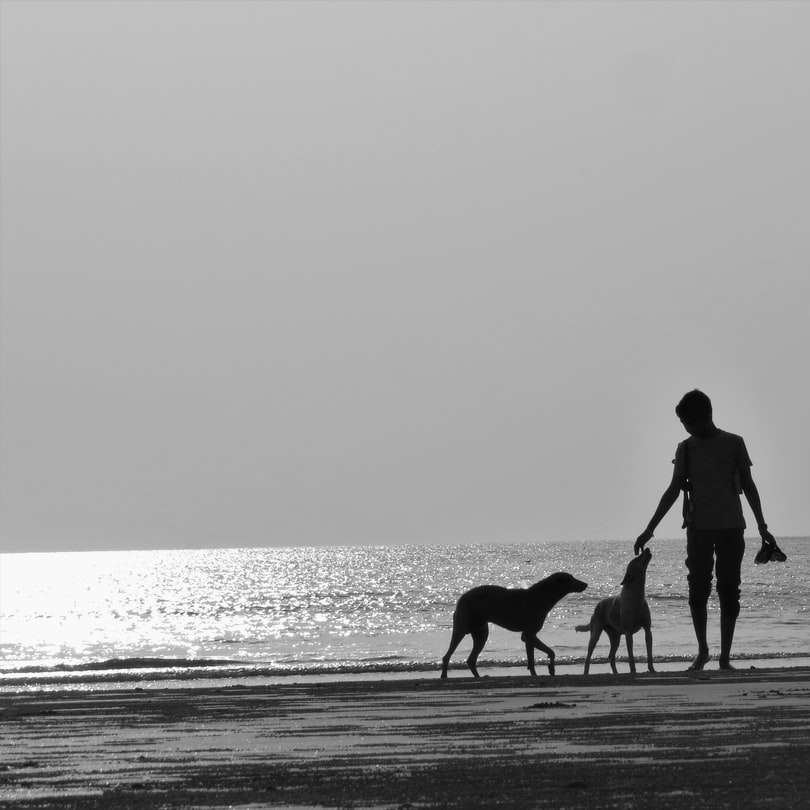 silhouet van man en hond wandelen op het strand overdag online puzzel