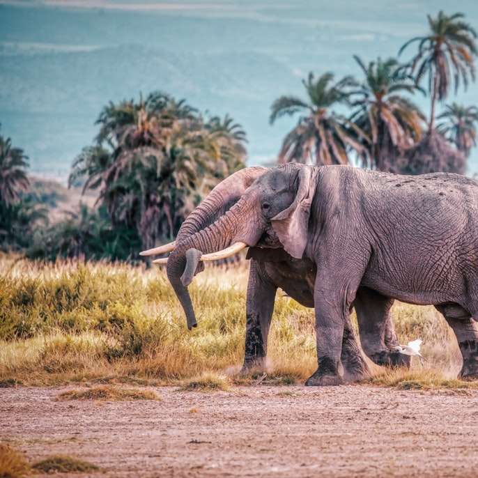 ελέφαντας που περπατά στο χωράφι καφετιού χλόης κατά τη διάρκεια της ημέρας online παζλ