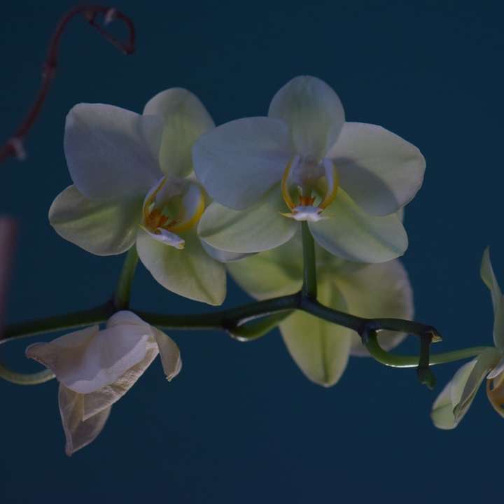 žluté můry orchideje v květu zblízka fotografie online puzzle
