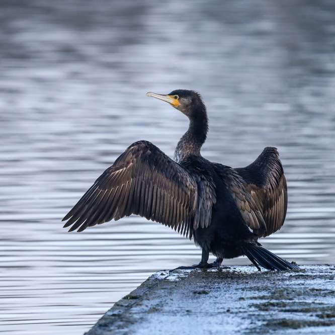 schwarzer Vogel auf grauem Felsen nahe dem Gewässer während des Tages Schiebepuzzle online