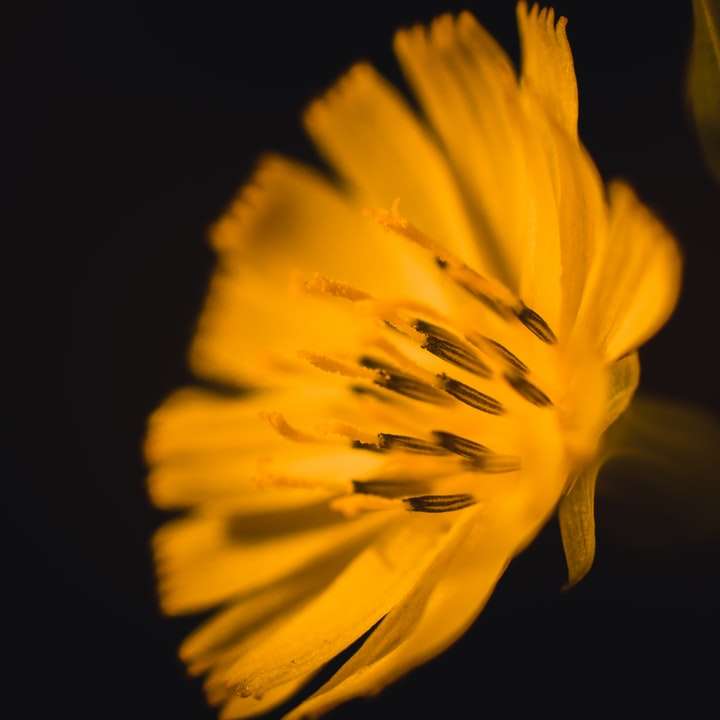 gul blomma i svart bakgrund Pussel online