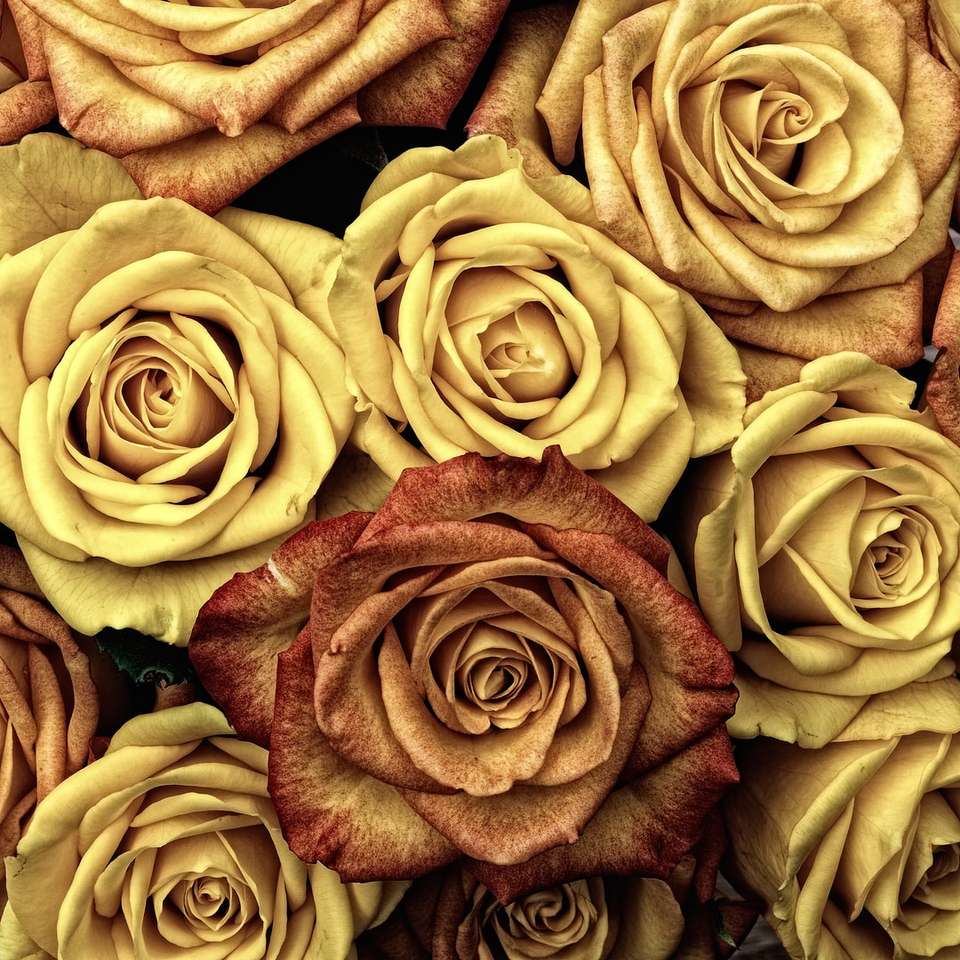 žluté a hnědé růže online puzzle