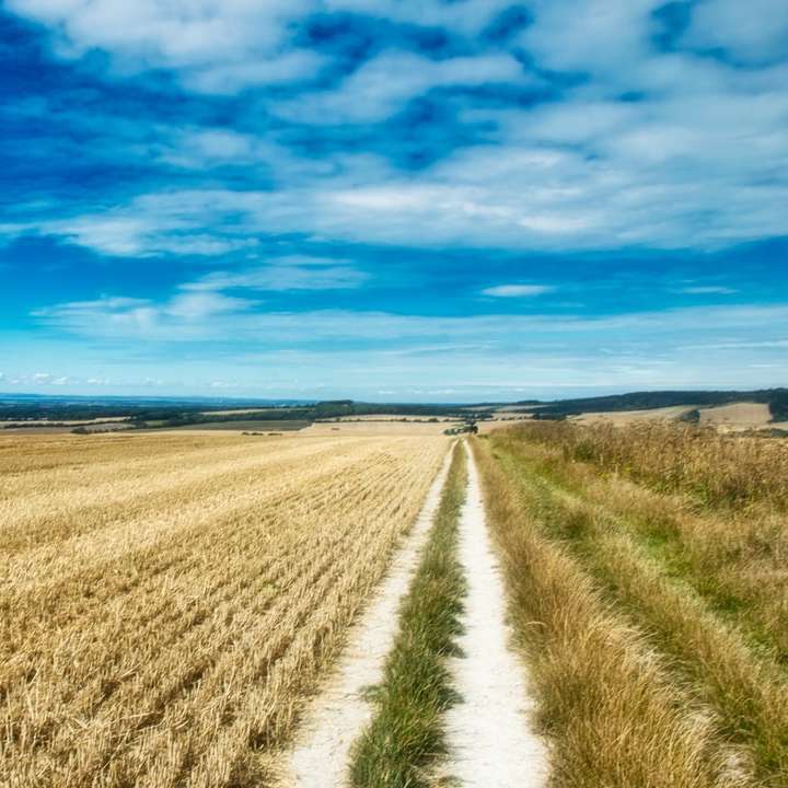 поле с кафява трева под синьо небе през деня онлайн пъзел
