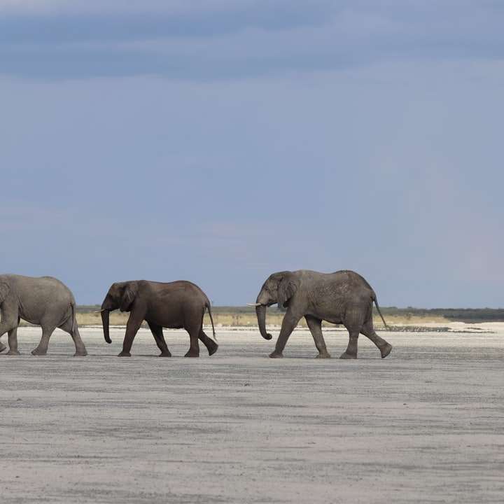 Groupe d'éléphant marchant sur un champ couvert de neige puzzle coulissant en ligne