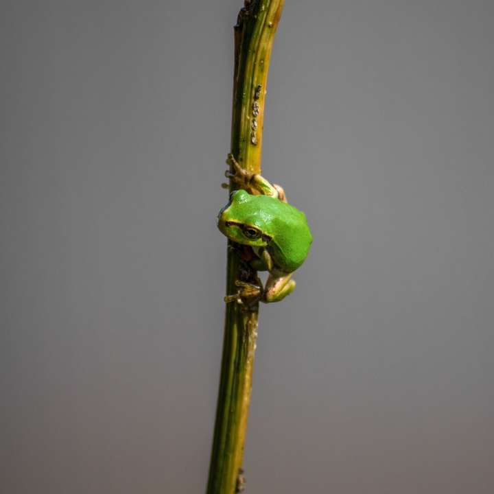 水滴と緑の花のつぼみ スライディングパズル・オンライン