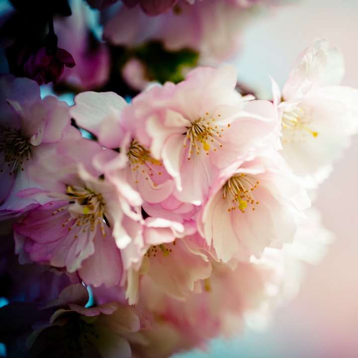 vit och rosa körsbärsblom i närbildfotografering Pussel online