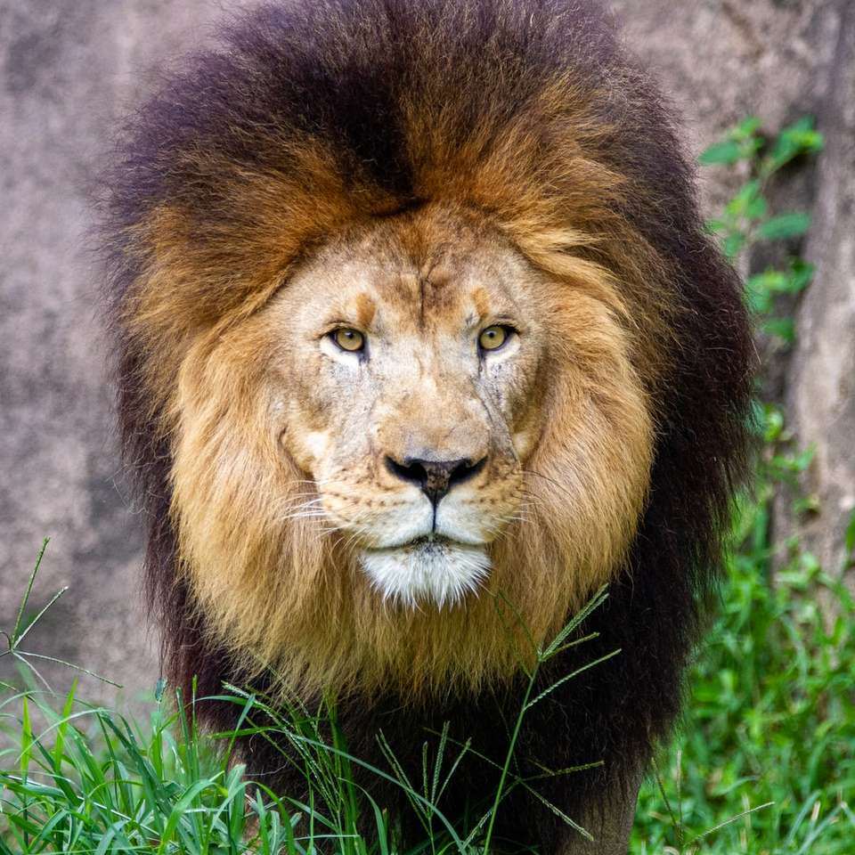 oroszlán feküdt zöld füvön nappal online puzzle