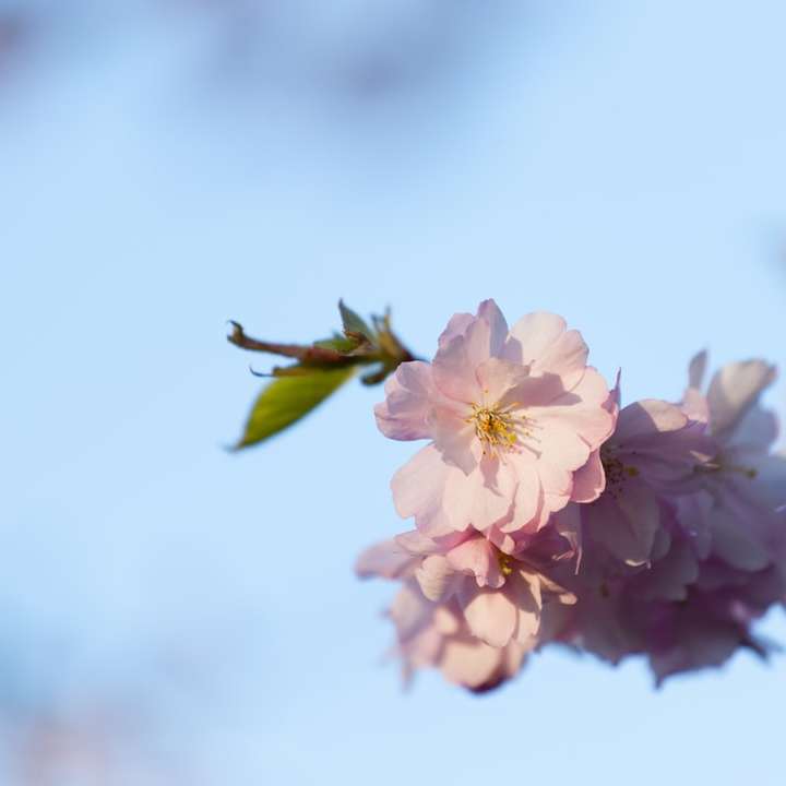 rosa Kirschblüte in der Nahaufnahmefotografie Schiebepuzzle online