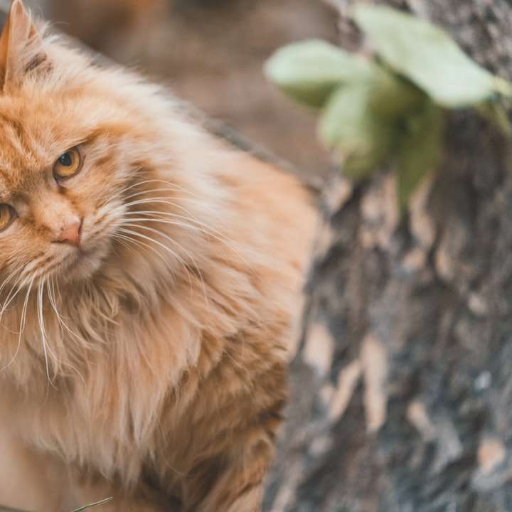 oranžová mourovatá kočka na hnědém stromě posuvné puzzle online